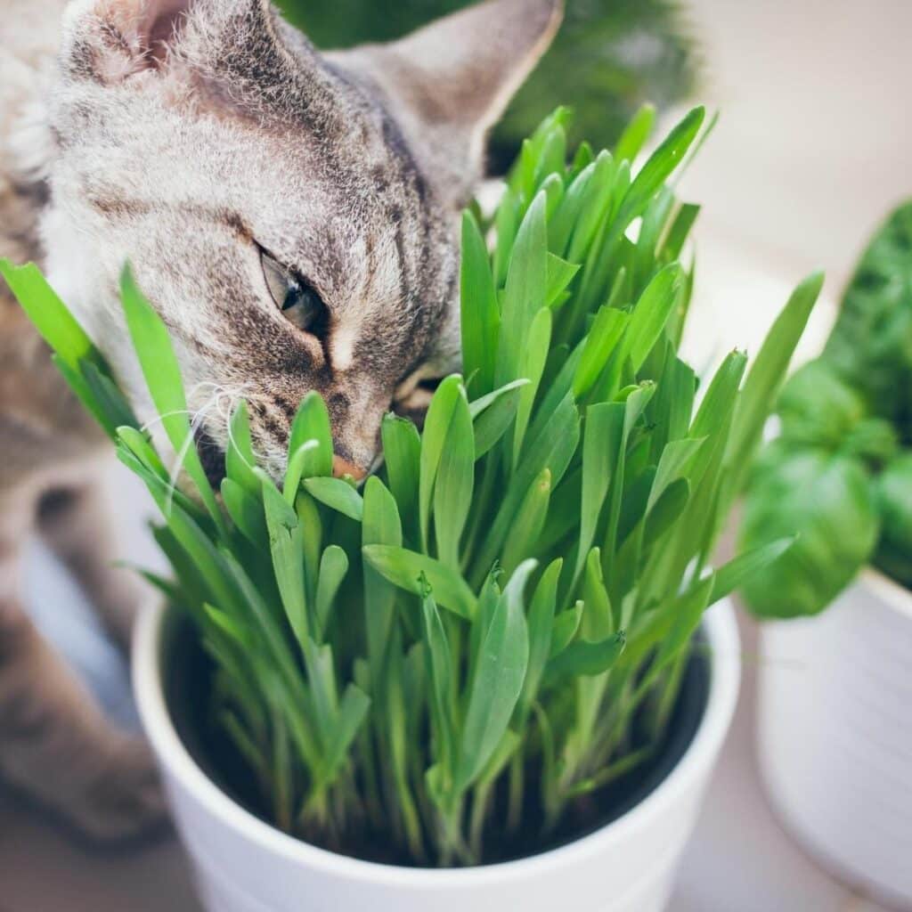 Growing seed for cat grass