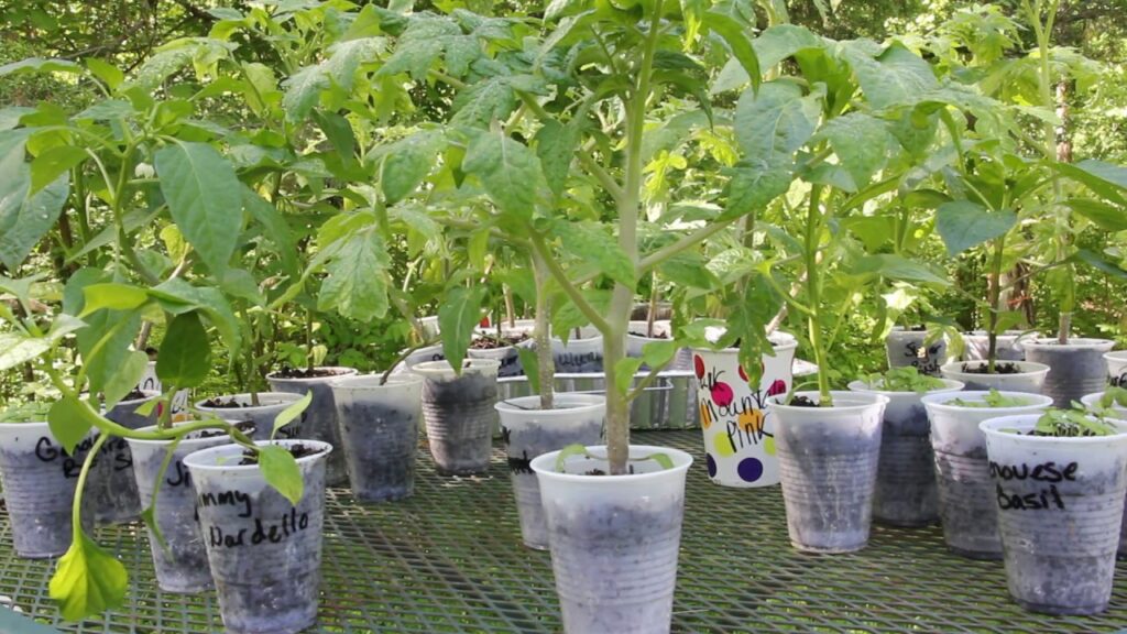 Harden Off Plants to Make Tomato Plants Grow Faster
