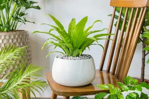 Hosta as Indoor Japanese Plant