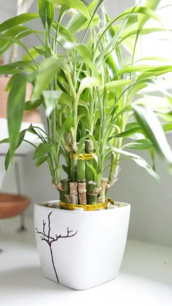 Lucky Bamboo Plant for Attracting Luck in House