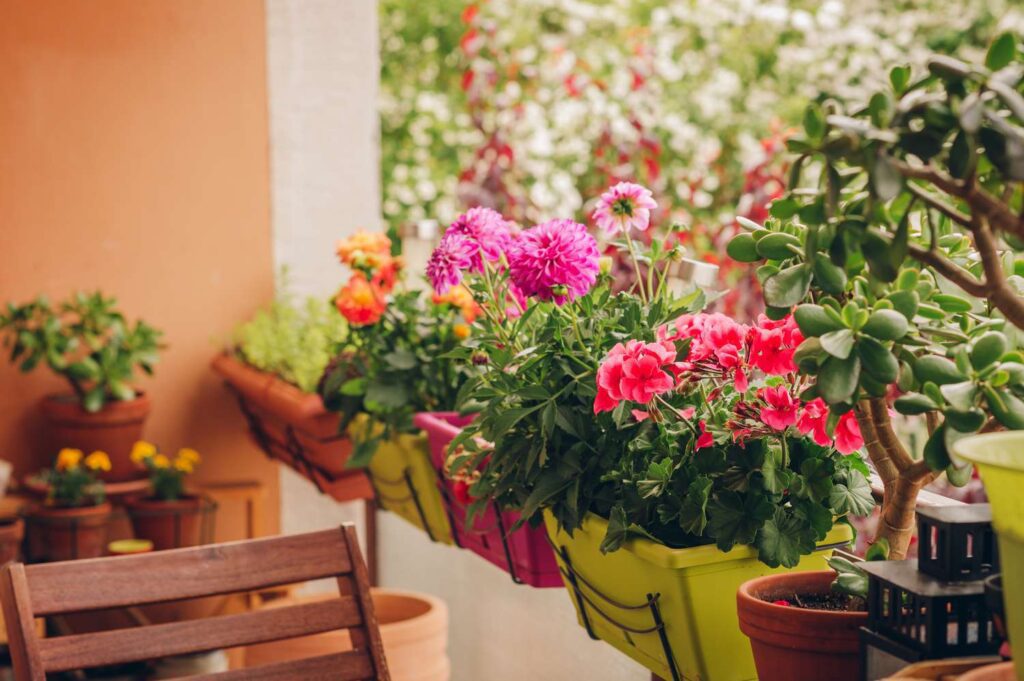 Begonia Best Balcony Privacy Plant