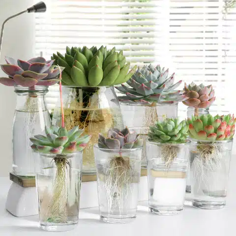 Hydroponic Indoor Plants for Succulents
