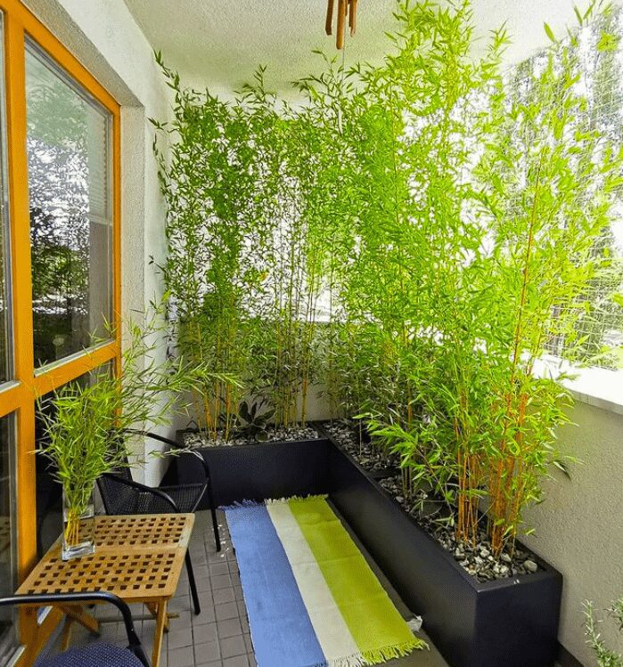 Best Balcony Privacy Plants