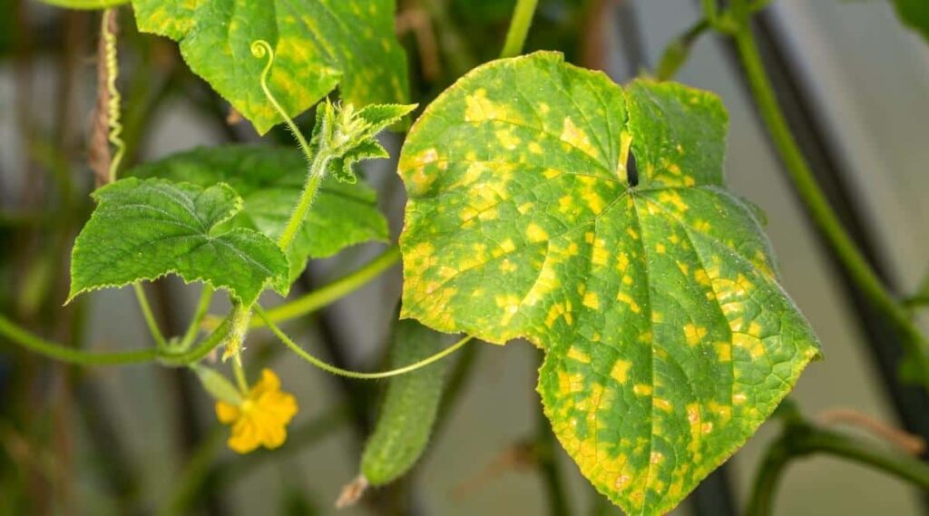 Fungal Infections of Overwatered Cucumber Plant