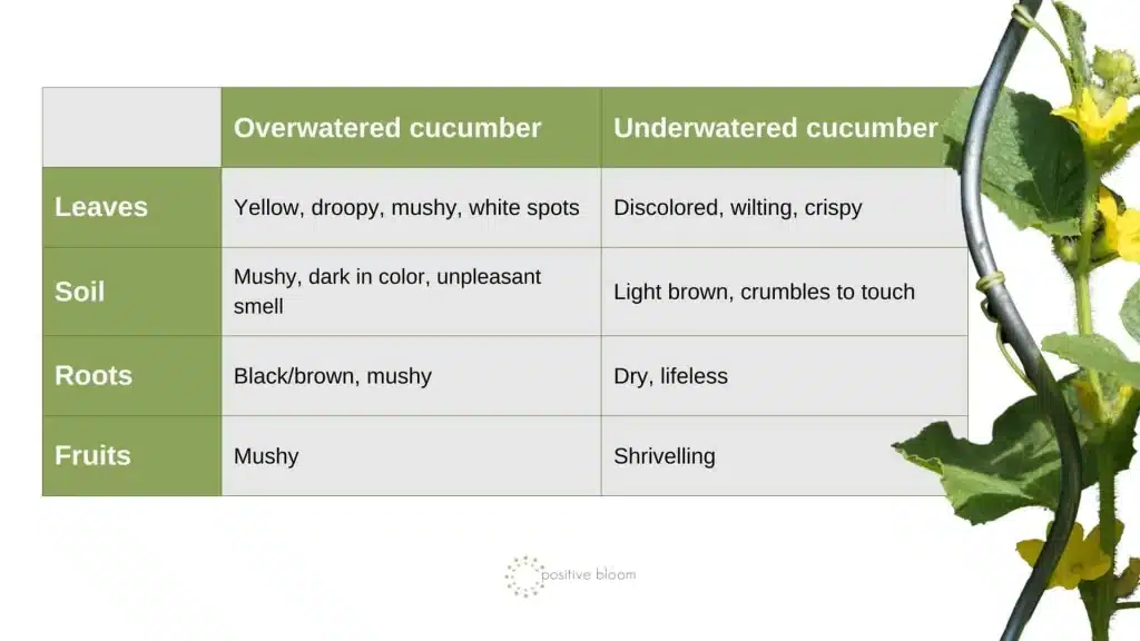 Underwatered vs. Overwatered Cucumber Plants