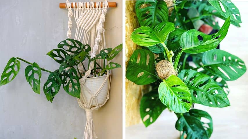 Indoor Hanging Plants Low Light