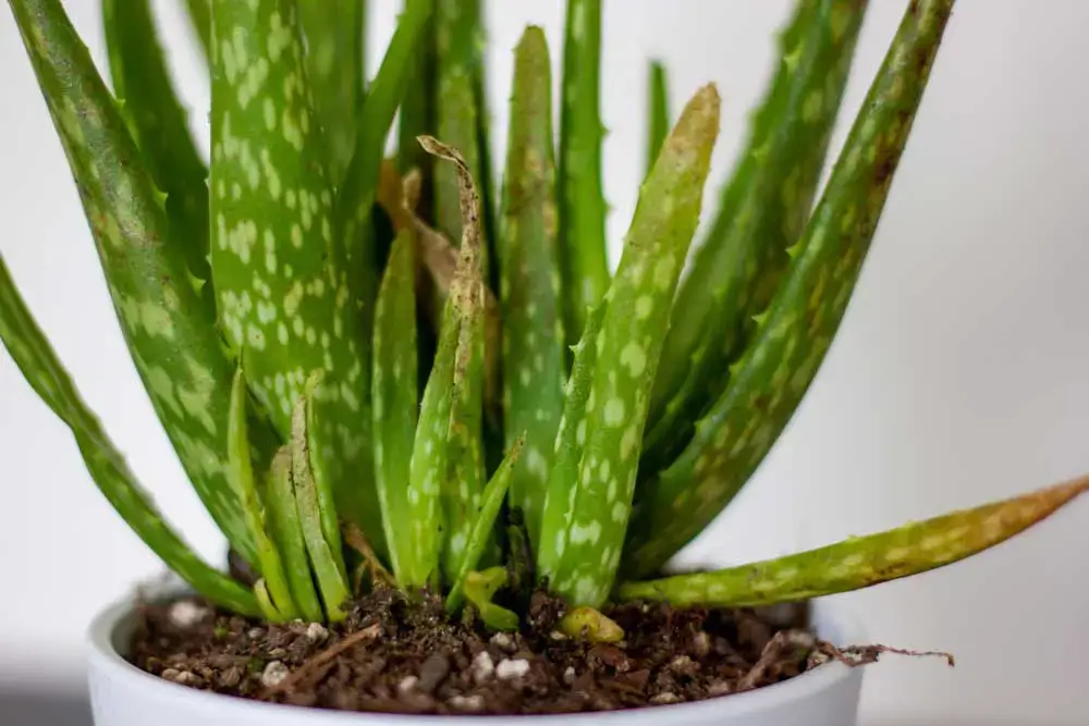 Common Aloe Vera Problems and Solutions