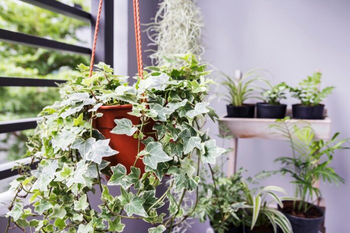 Indoor Hanging Plants Low Light