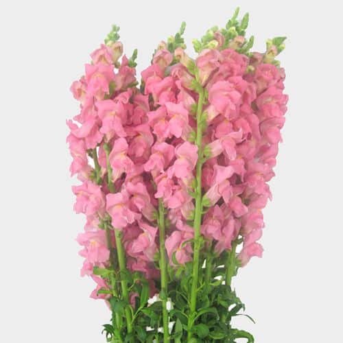 The Timeless Elegance in pink snapdragon flowers