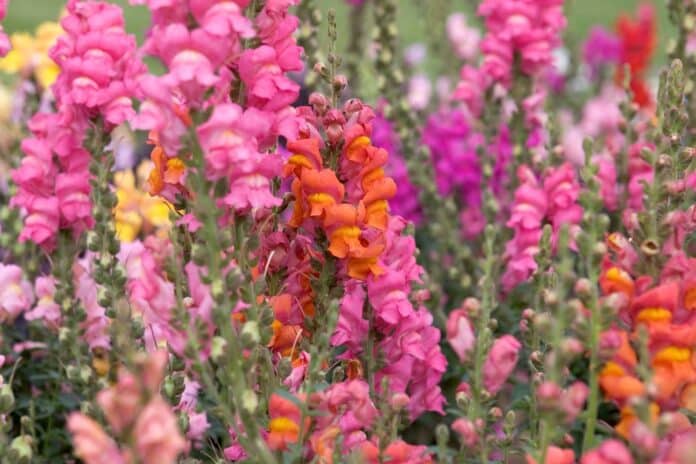 Cultivating Joy: The Act of Planting in March in pink snapdragon flowers