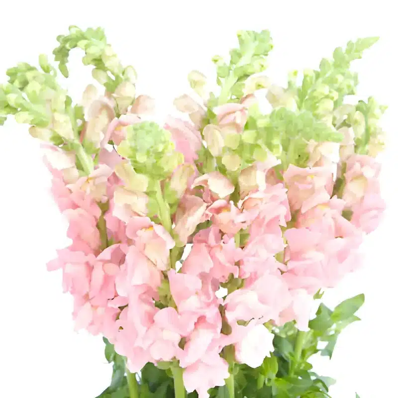 Complementary Blooms in pink snapdragon flowers