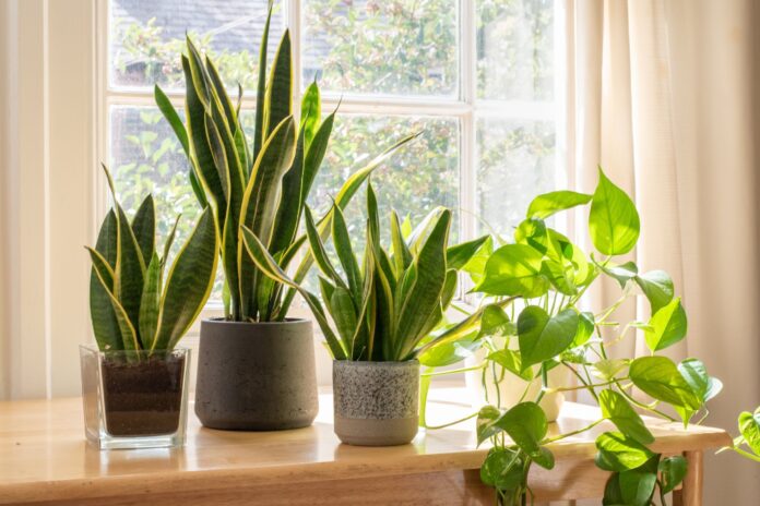 Popular Indoor House Plants