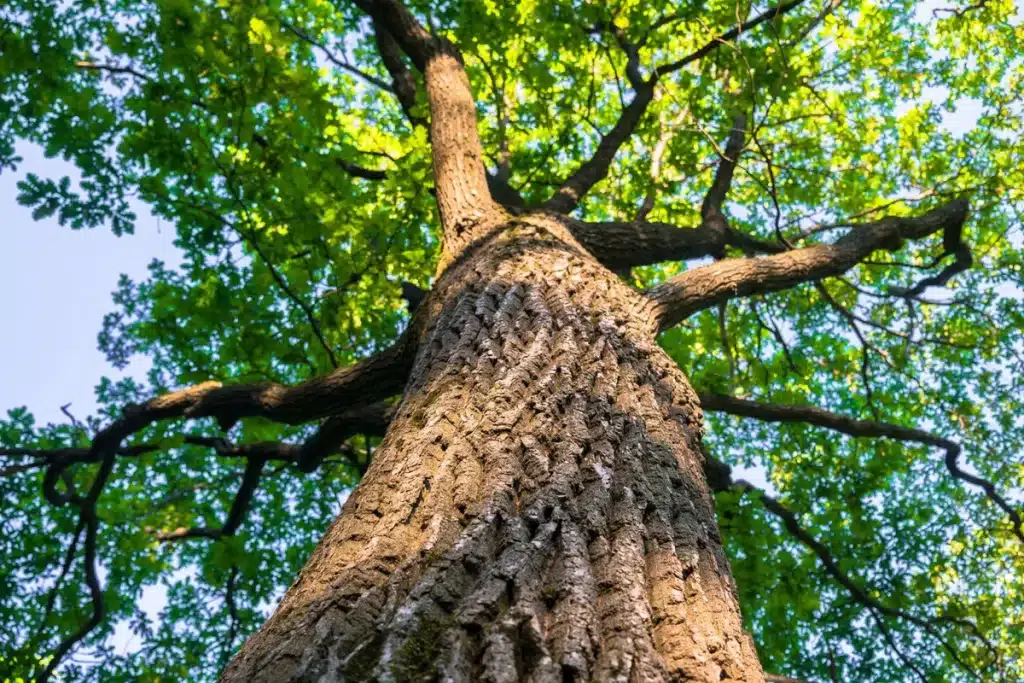 Understanding the Essence of "Under the Oak Tree"