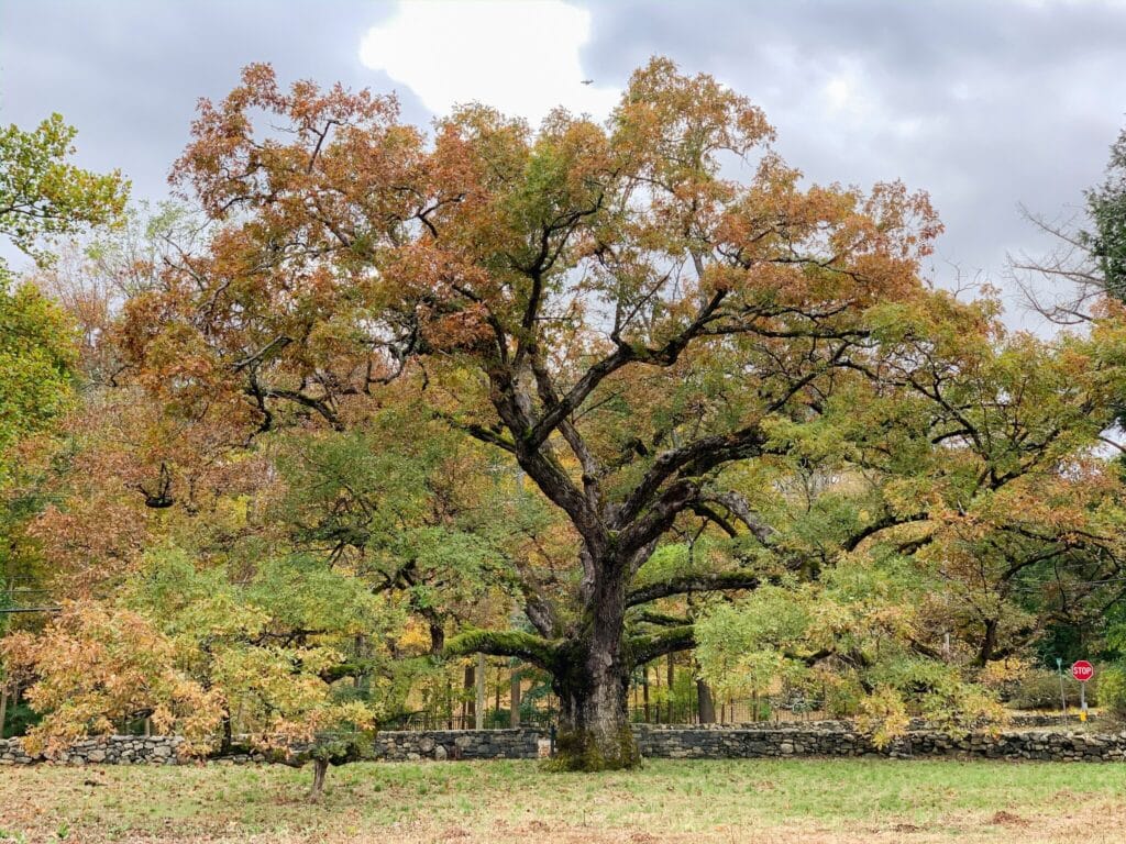 Under the Oak Tree -- read free