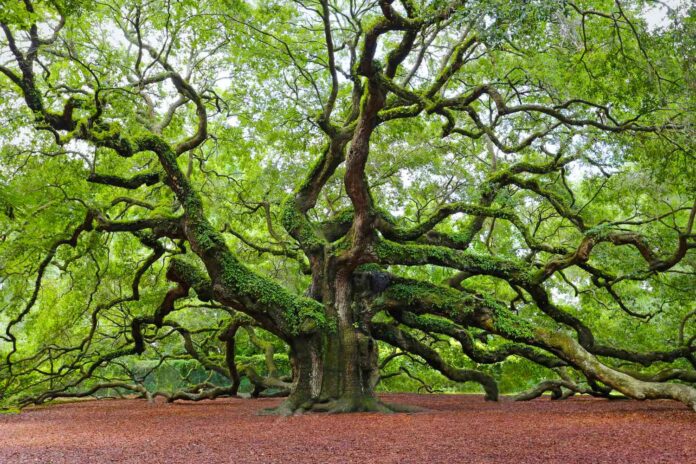 Under the Oak Tree -- Read Free