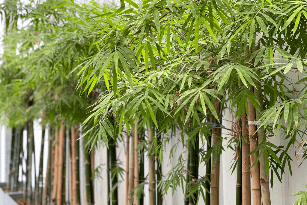 Bamboo Like Plant