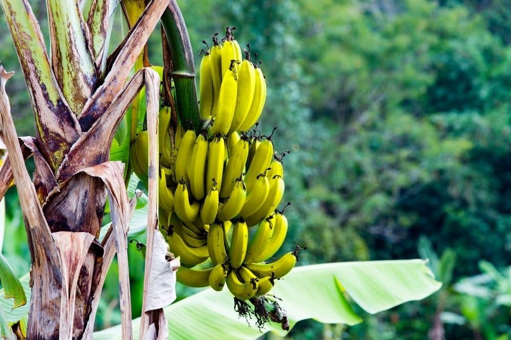 are wild bananas edible