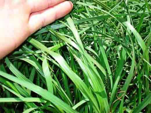 bahia grass seeds