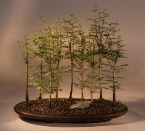 bald cypress bonsai