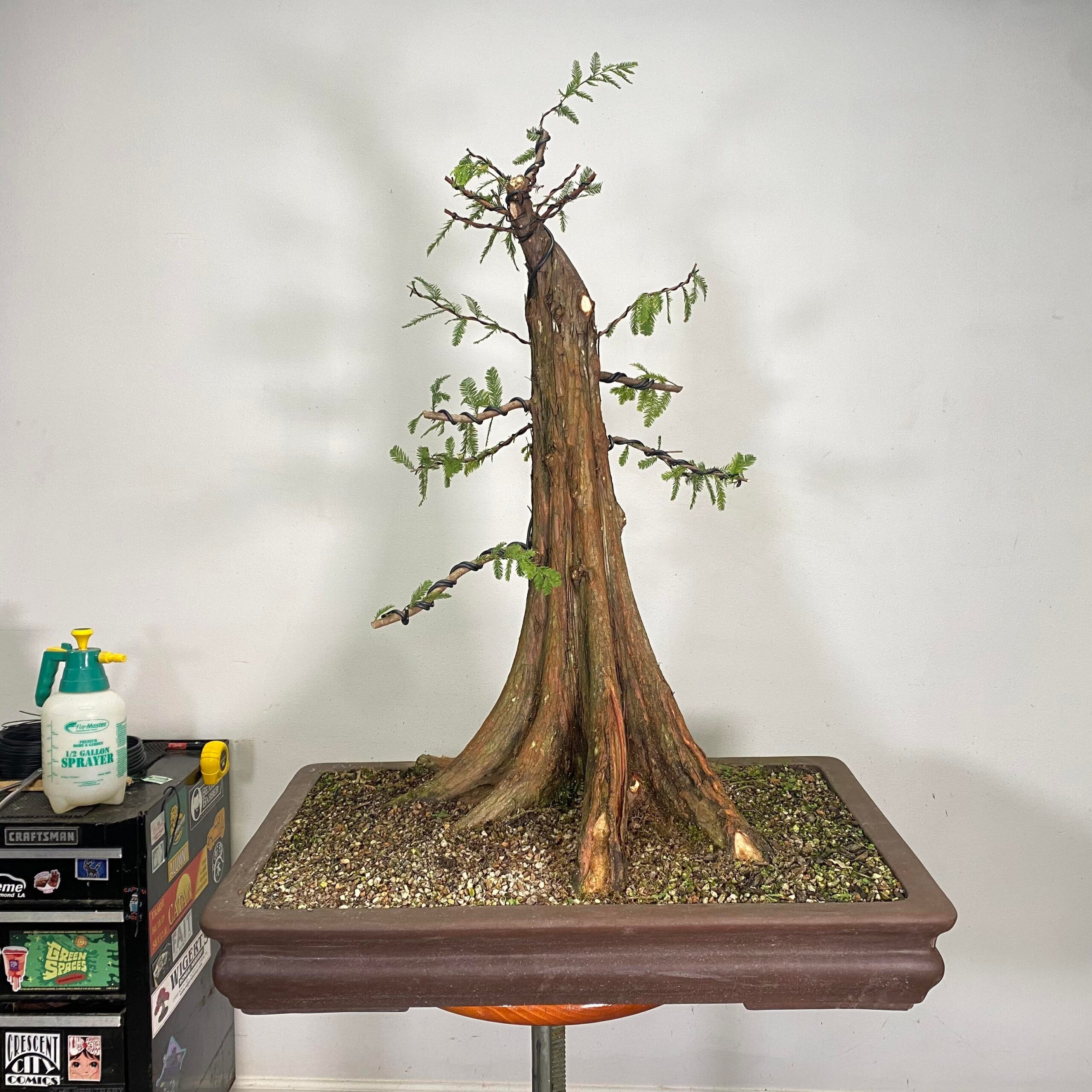bald cypress bonsai tree