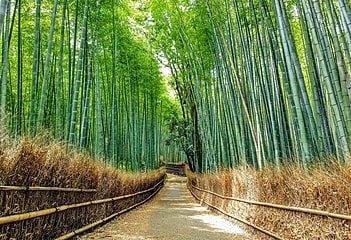 bamboo heart plant