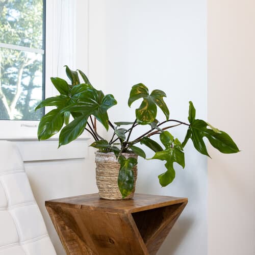 climbing philodendron