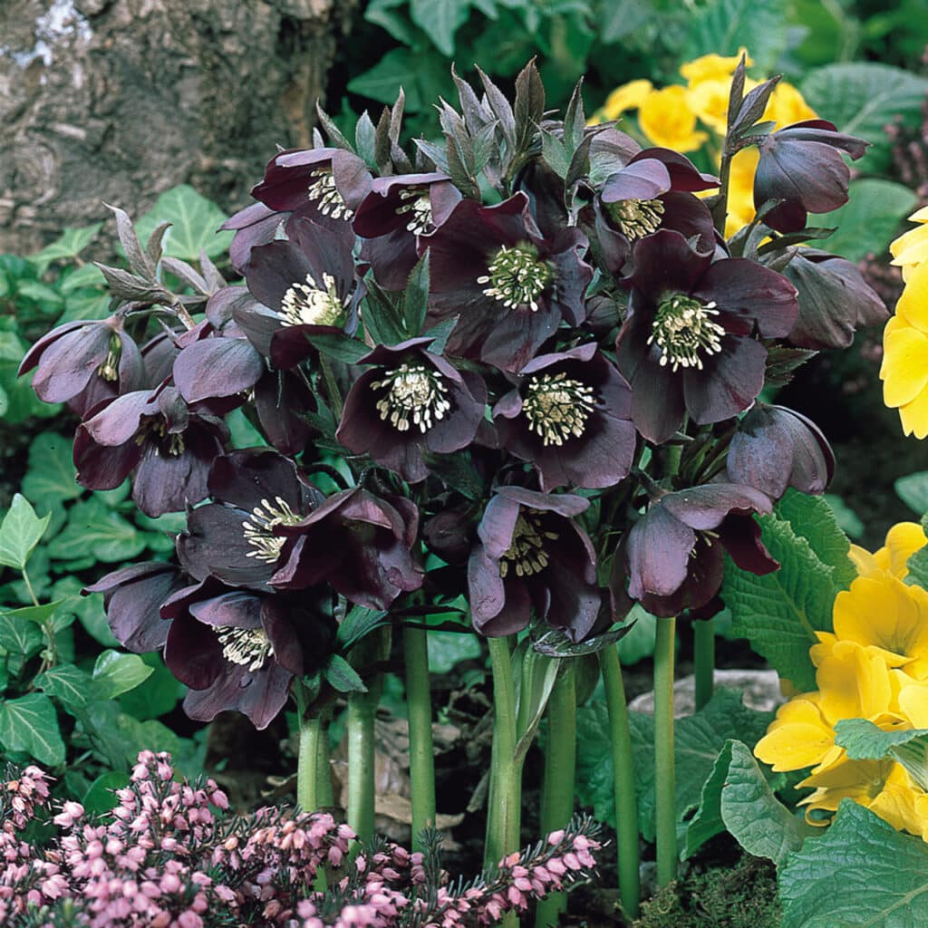 helleborus black beauty