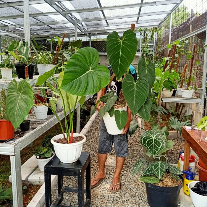 jumbo philodendron
