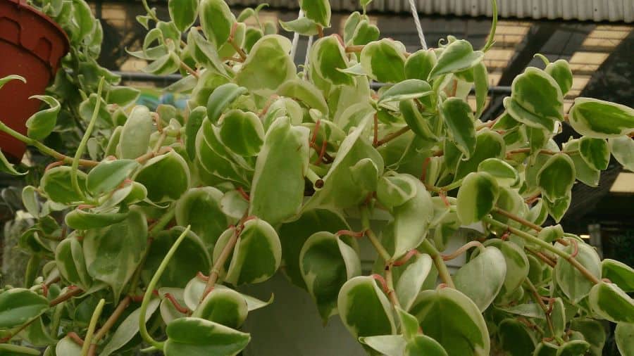 peperômia variegata