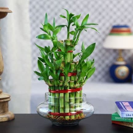 red bamboo plant