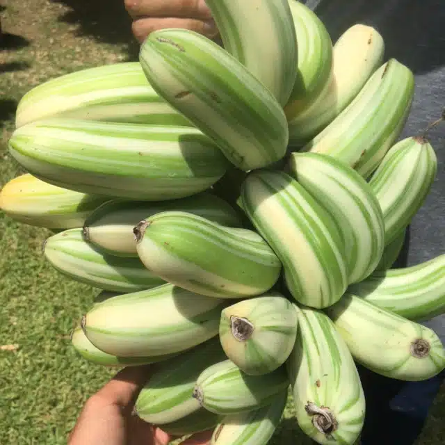 variegated banana plant