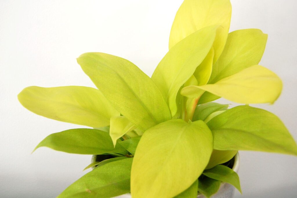 Yellow Philodendron