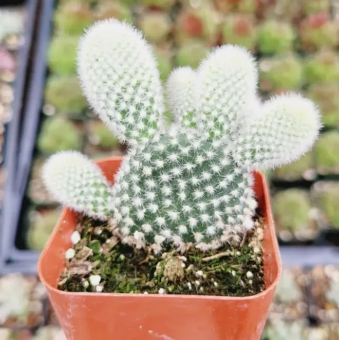 Fuzzy Cactus Plant