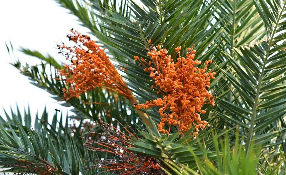 Senegal Date Palm Phoenix Reclinata