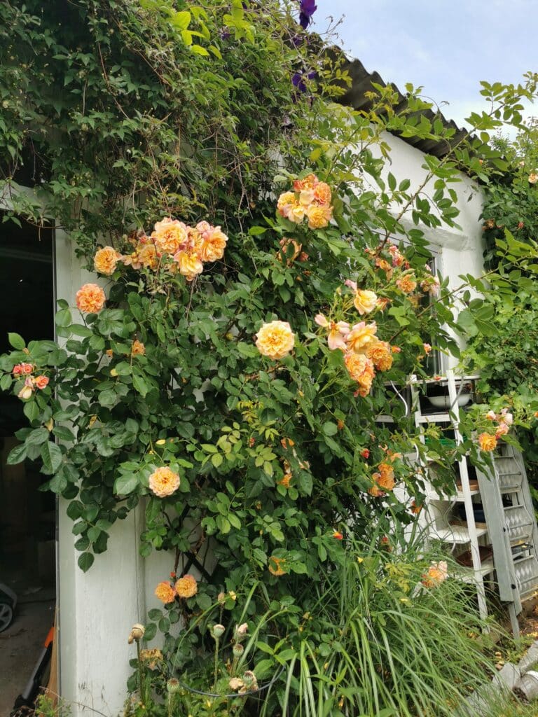 aloha rose