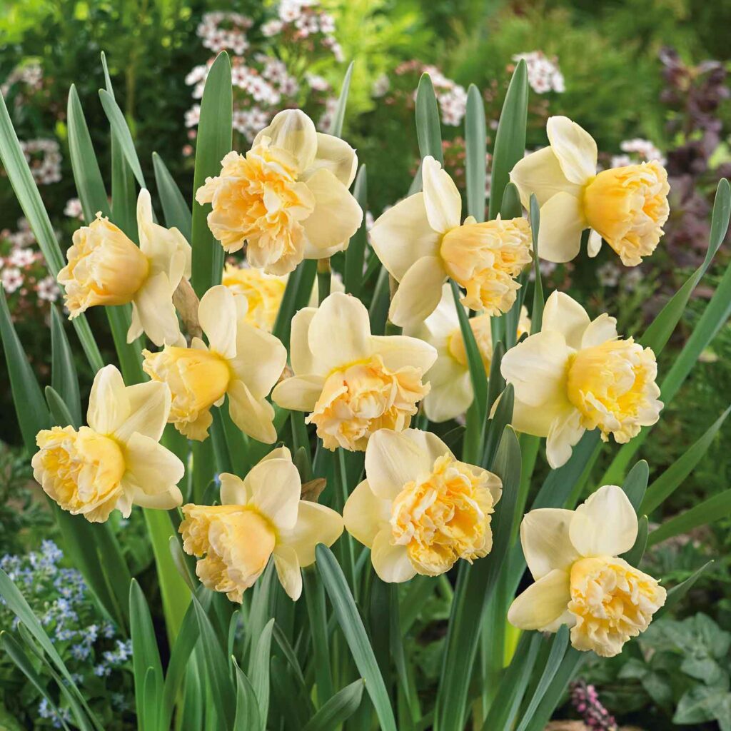 art design daffodil