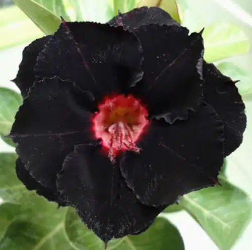 black desert rose