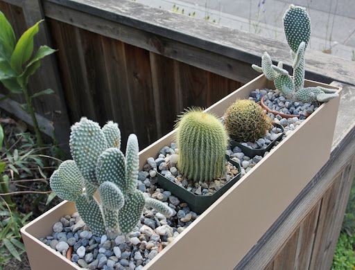 cactus box in Pot