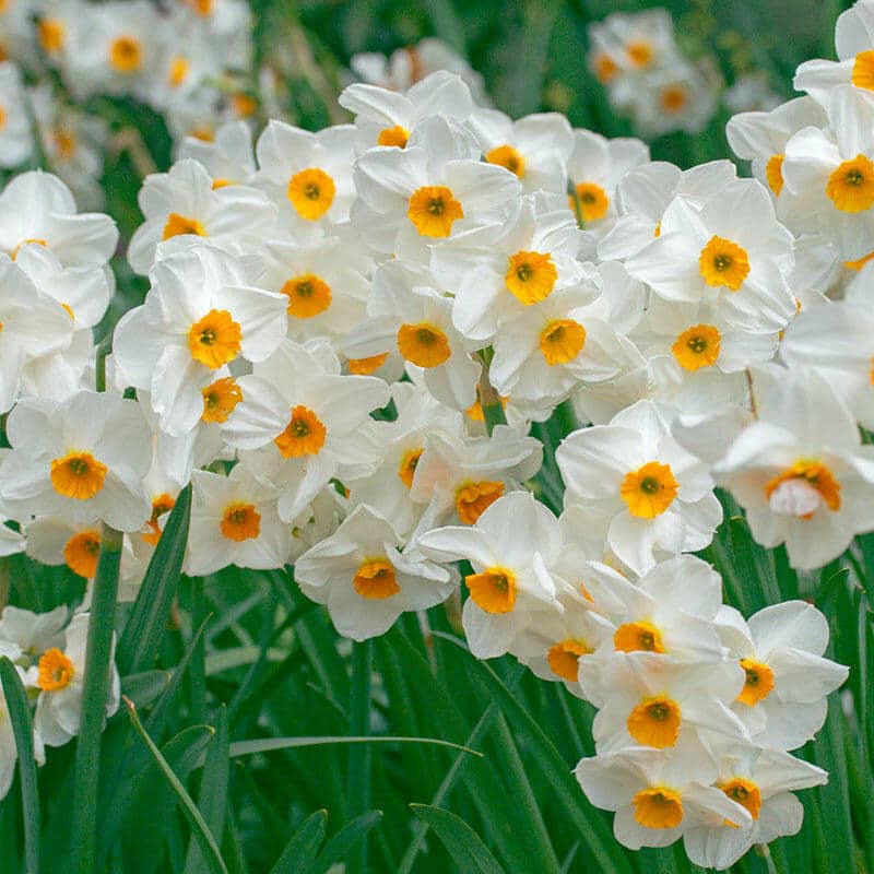 daffodil geranium