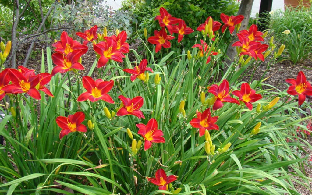 daylily red