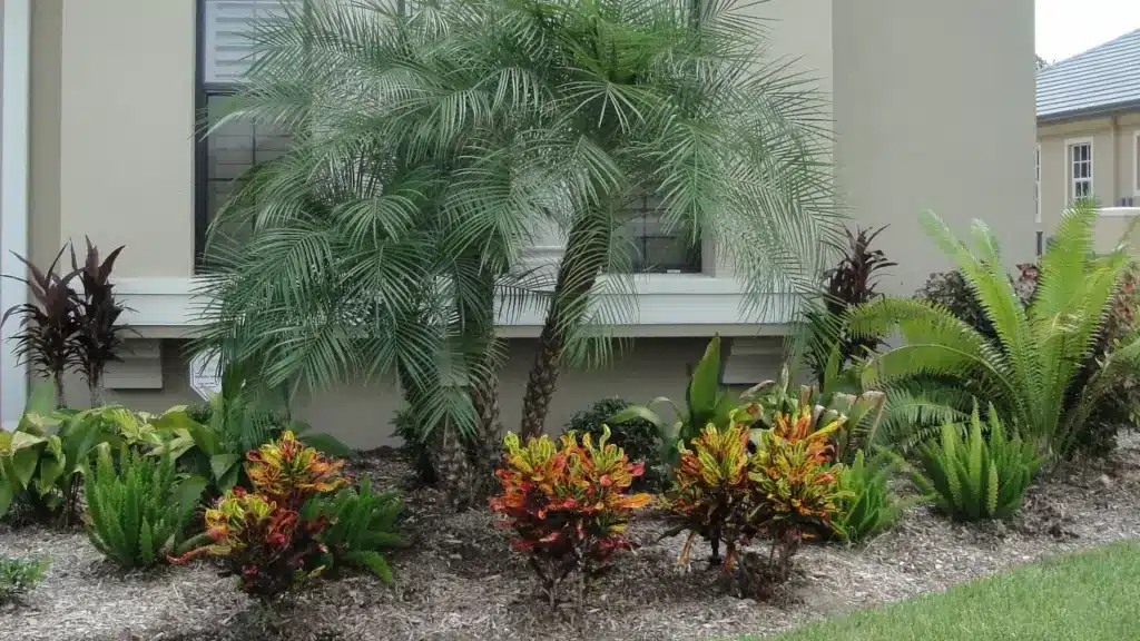 front yard pygmy date palm landscape ideas