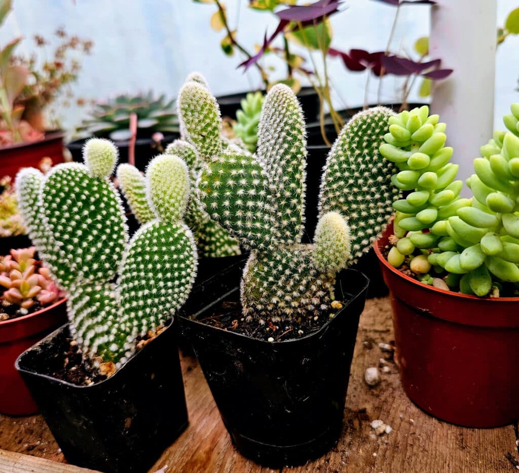 Fuzzy Cactus Plant