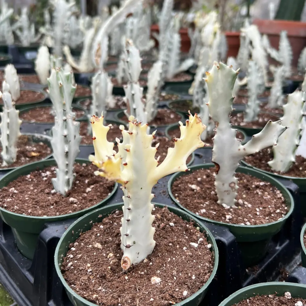 ghost cactus plant