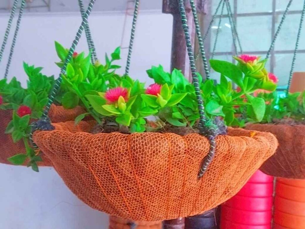 hanging flower baskets delivered