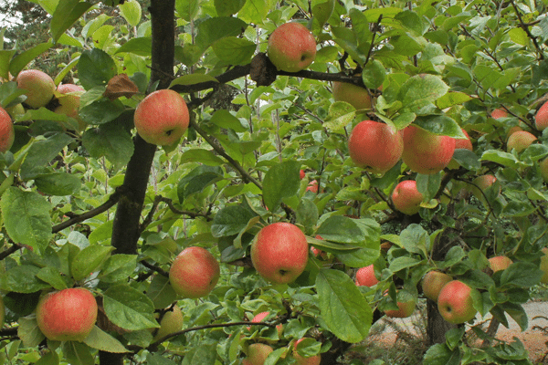 freedom apple trees