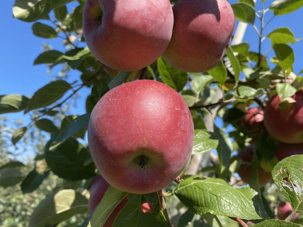 enterprise apple tree