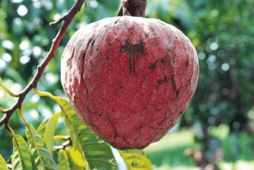 red custard apple tree
