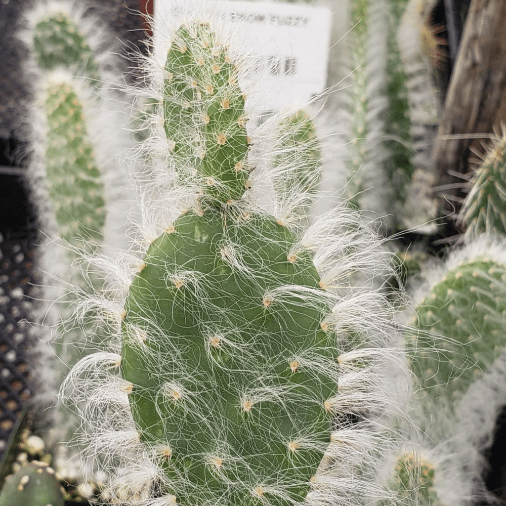 Fuzzy Cactus Plants