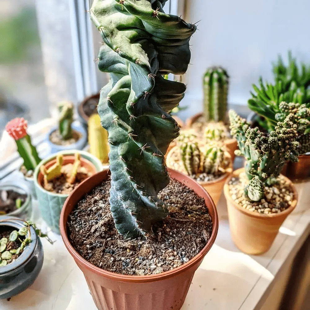 Spiral Cactus Plants