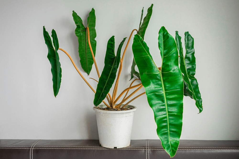 Philodendron Billietiae - EmotionXpert
